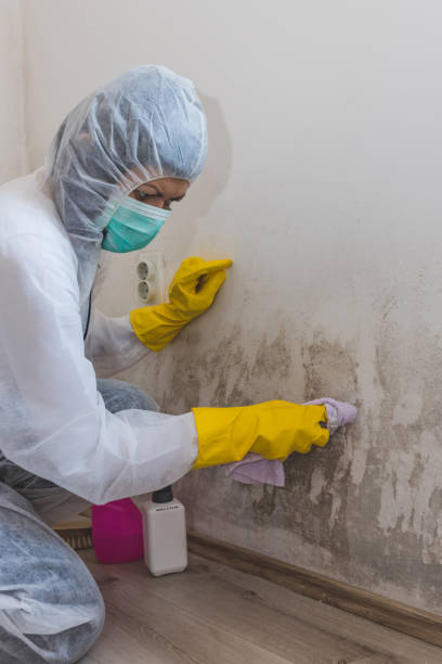 Best Mold Documentation for Insurance Claims  in Yorkshire, VA